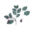 Stanzenset ‚Brombeere